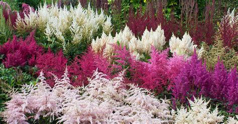 15 of the Best Astilbe Varieties | Gardener’s Path