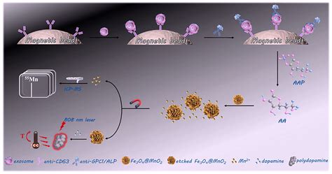 Recent Advances In Nanotechnology Enabled Biosensors For Detection Of Exosomes As New Cancer