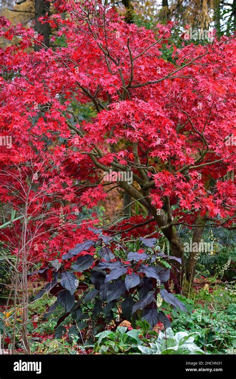 Acer Palmatum Osakazukijapanese Maplejapanese Maples Red Leavesred Foliageautumnautumnal