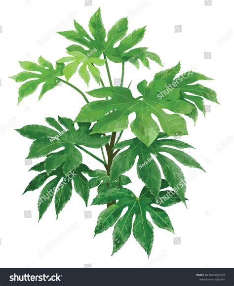 694 Imágenes De Fatsia Japonica Imágenes Fotos Y Vectores De Stock