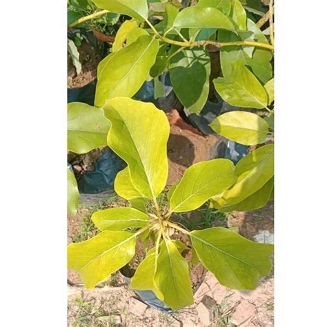 Full Sun Exposure Hass Green Avocado Fruit Plants For Fruits At Rs 115