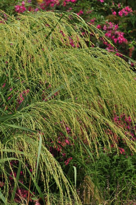 Switchgrass Panicum Virgatum From New England Wild Flower Society