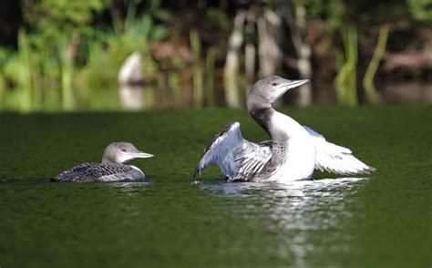 Juvenile Loon