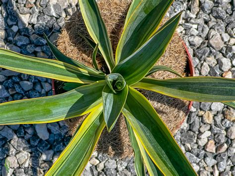 Juka N Dhern Variegata Cm Najpalmy Sk