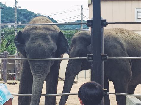 見どころいっぱい！山口・徳山動物園で出会った、日本一のんびりな動物たち かもめと街