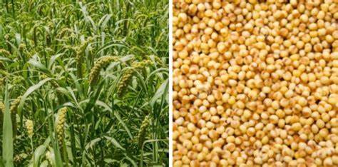 Foxtail Millet Cultivation Income, Yield, Project Report | Agri Farming