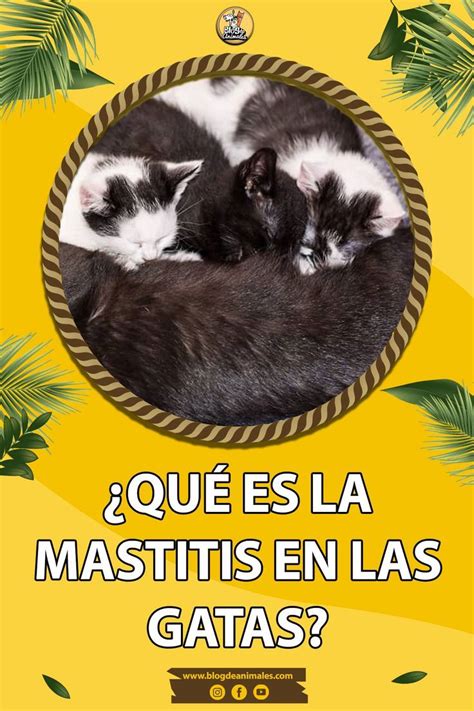 ¿qué Es La Mastitis En Las Gatas Y Cómo Se Trata Guía Felina Gatos