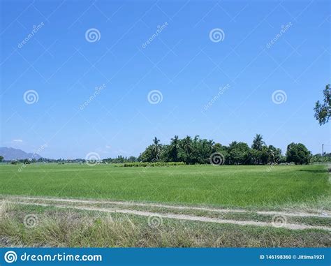 Opini O Verde Do Campo Nuvens Do C U Foto De Stock Imagem De