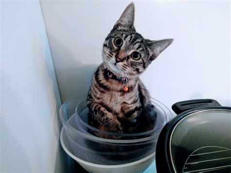 Oh Did You Needs These Bowls Imgur