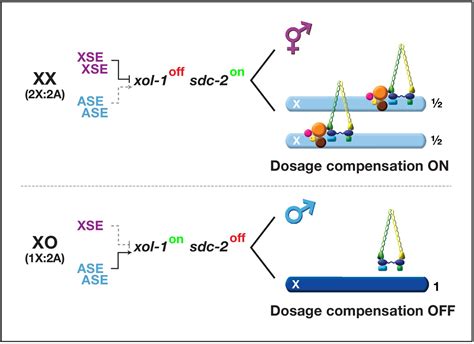 Figures And Data In Dose Dependent Action Of The Rna Binding Protein