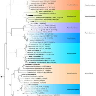 Diversity Of Culturable Actinobacteria From Valpara So A Pie Chart