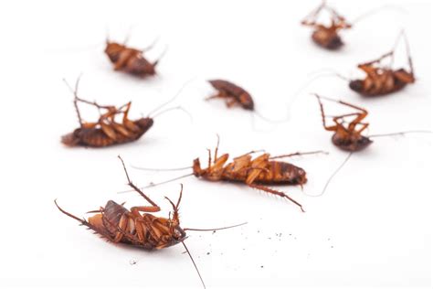 Cockroaches; Facts About 8 Different Types Of Cockroaches