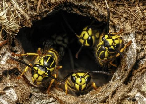 14 Common Wasps Hornets In North Carolina ID Guide Bird Watching HQ