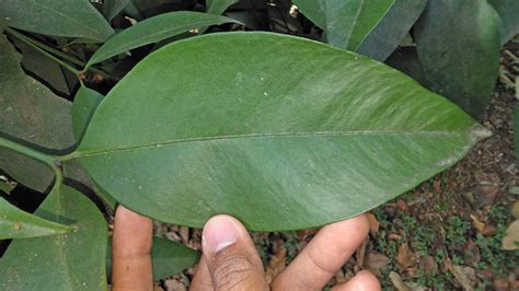 Garcinia Celebica Clusiaceae Image At Phytoimages Siu Edu