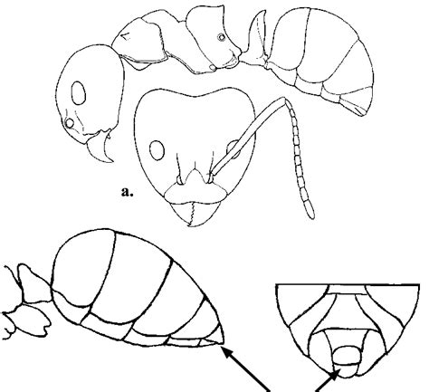 Dolichoderus Sp Obrera A Mesosoma En Vista Lateral Cabeza En Vista Download Scientific