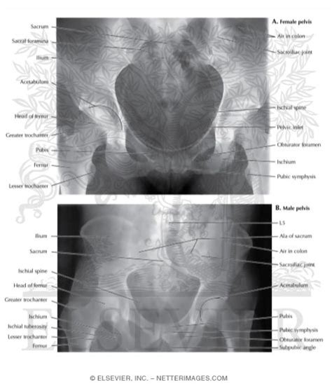 The Differences Between The Male And Female Pelvis, 54% OFF