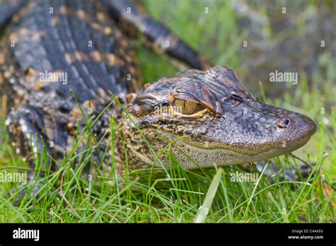 Baby Alligator Stock Photos And Baby Alligator Stock Images Alamy