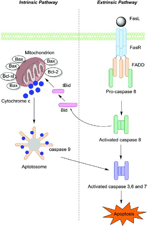 Activation Of Caspases Cysteine Proteases By The Extrinsic And