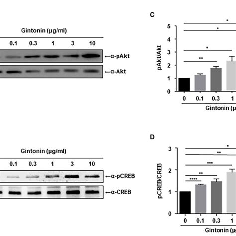 Gintonin Induces Akt Creb Phosphorylation In The Cortical Neurons