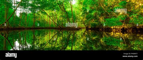 Mangrove Green Trees Reflected In Water Stock Photo Alamy