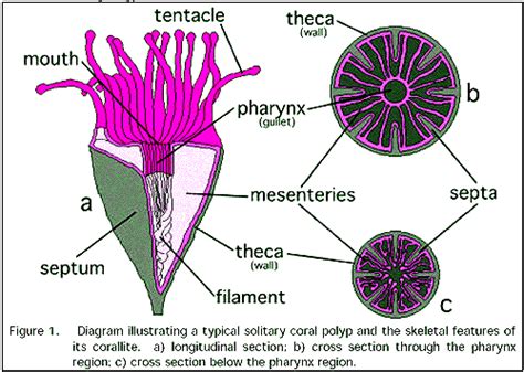 Cnidaria Anatomy