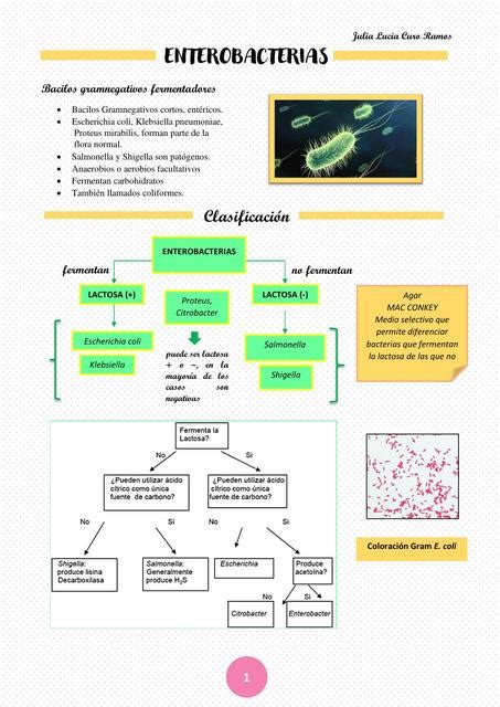 Enterobacterias Escherichia Coli Julia Lucia Curo Ramos Anecnotesmedic Udocz