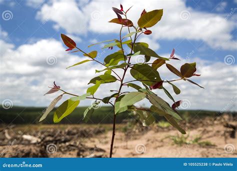 Bosque Del Eucalipto En El Sao Paulo State El Brasil Plantas Para La