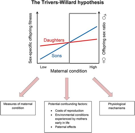 Offspring Sex Ratio In Mammals And The TriversWillard Hypothesis In