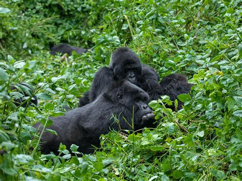 What Is Uganda Famous For Uganda Gorilla Trekking Tours Uganda