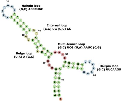 Example Of Rna Secondary Structural Motifs Genbank X060541c711 638