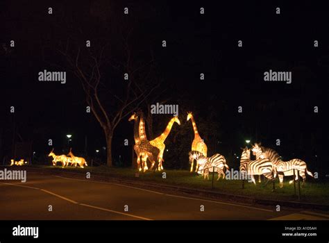 SINGAPORE NIGHT SAFARI ZOO Illuminated animals at entrance Tiger Lion Rhinoceros zebra giraffe ...