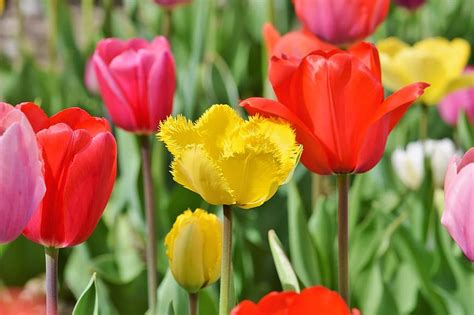 Tulips Tulip Field Tulip Fields Spring Blossomed Tulpenbluete