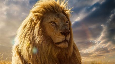 Become A Lion Among Sheep With These 10 Daily Rituals Abovewhispers