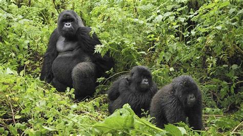 Mountain Gorilla Facts Habitat Diet Life Cycle Baby Pictures