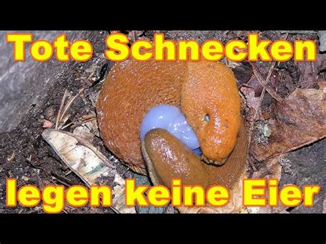 Nacktschnecken Im Kleingarten Nachhaltig Loswerden YouTube