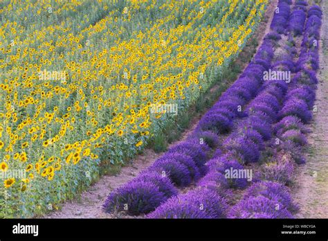 A Lavender And Sunflower Field Valensole Alpes De Haute Provence