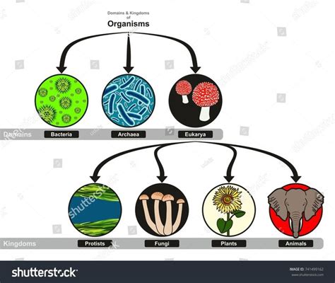 Domain And Kingdoms Of Organisms Classification Chart Infographic