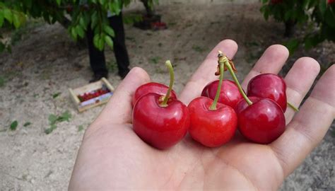 Guía práctica para aprender a podar un cerezo cosecha frutos