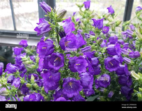 Beautiful Clusters Of Canterbury Bells Campana Deep Blue Flowers