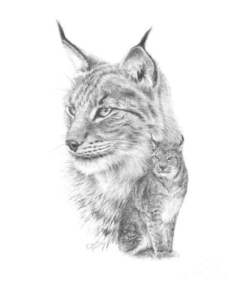 A Detailed Pencil Sketch Study Of The European Lynx Including A Large