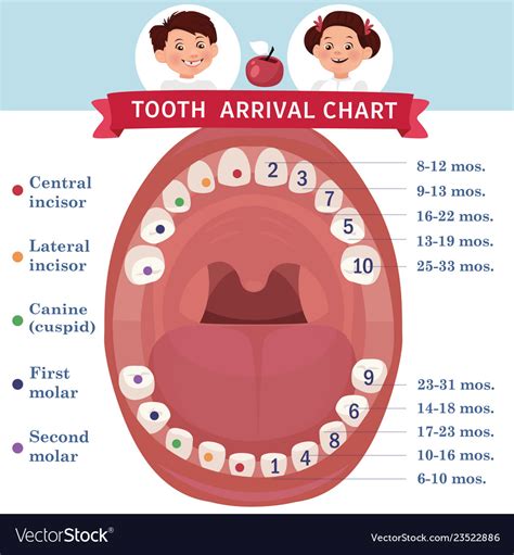 Tooth Arrival Chart Infographic Temporary Teeth Vector Image