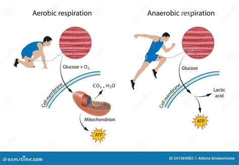 Cellular Respiration Aerobic And Anaerobic Stock Illustration