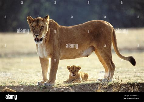 Female Panthera Leo Hi Res Stock Photography And Images Alamy