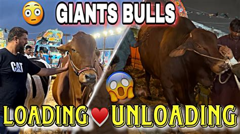 Giants Bulls Ki Loading Or Unloading Doraji Colony Youtube