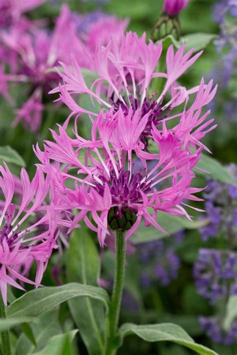 Centaurea Montana Joyce Perennial Cornflower Joyce Herbaceous