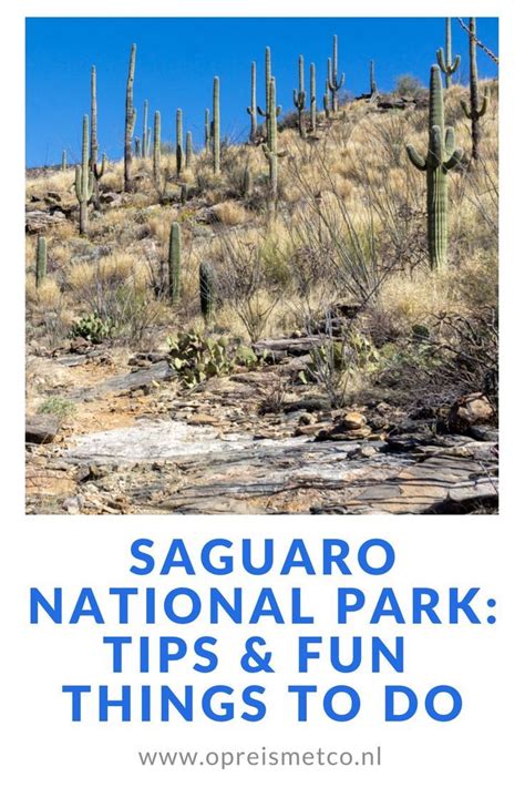 Saguaro National Park Guide Tips The Best Things To Do Artofit