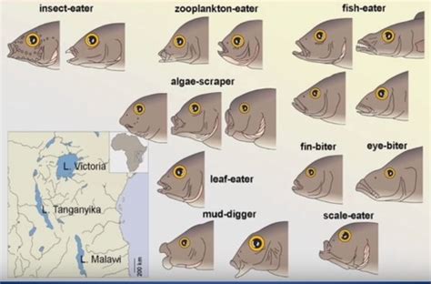 Cartilaginous fish Flashcards | Quizlet