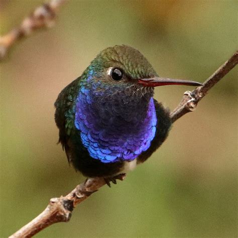 Foto Beija Flor De Peito Azul Chionomesa Lactea Por Victor Biasutti