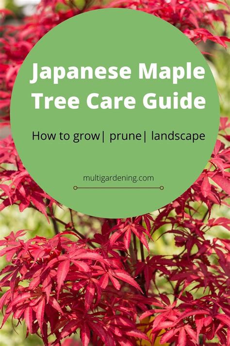 Japanese Maple Tree Care Artofit