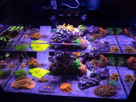 A College Fusion SPS Dominated IM 25 Lagoon Page 6 Nano Reef